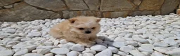 Pomerania perros en venta: Lulú de Pomerania  - Anuncio 4