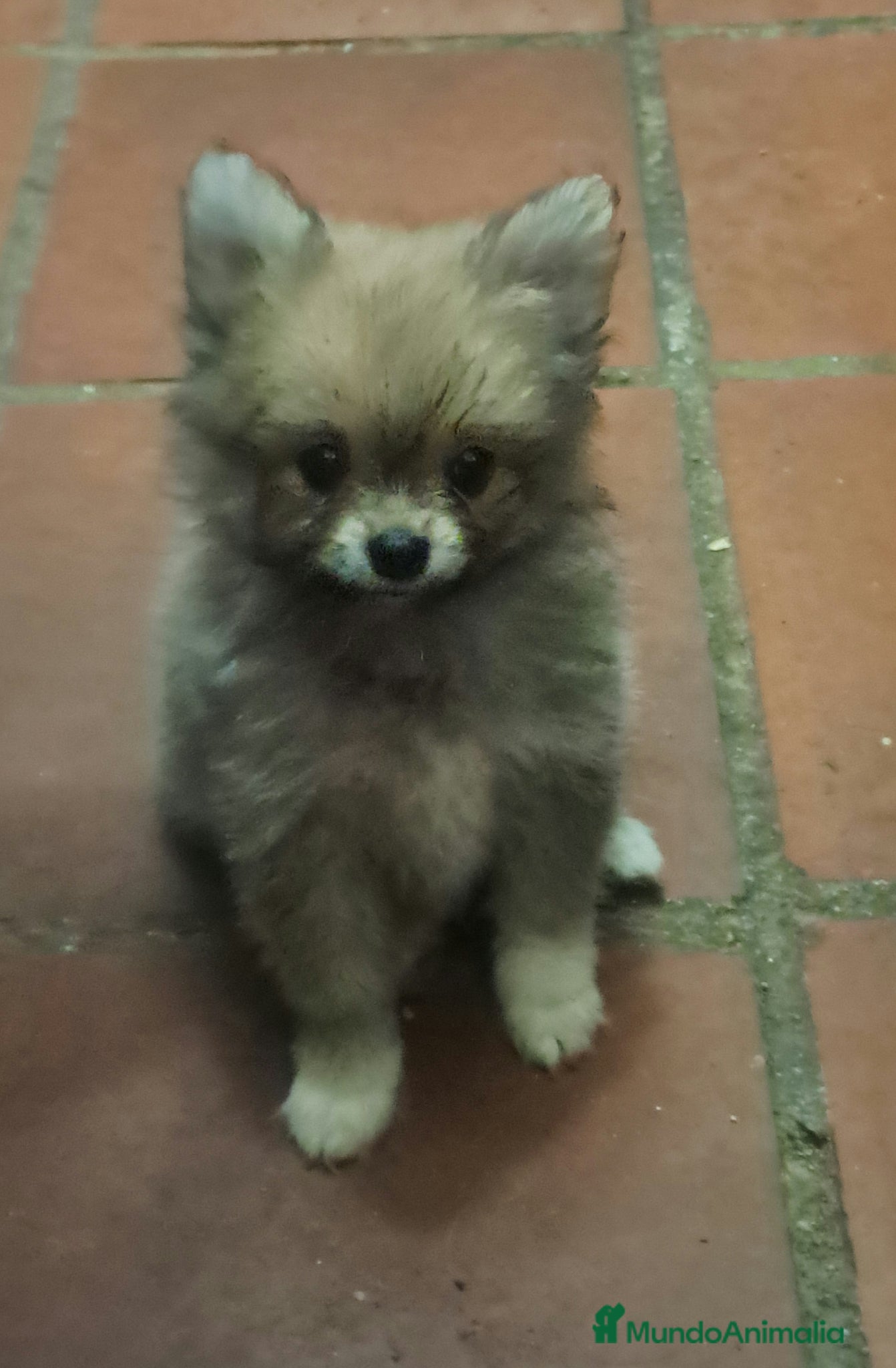 Pomerania perros Pomeranian  - Anuncio 2