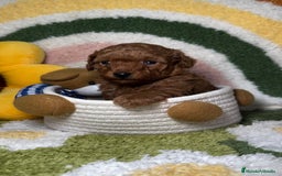 Caniche Toy perros en venta: Caniche Toy Rojo en Madrid - Imagen 1