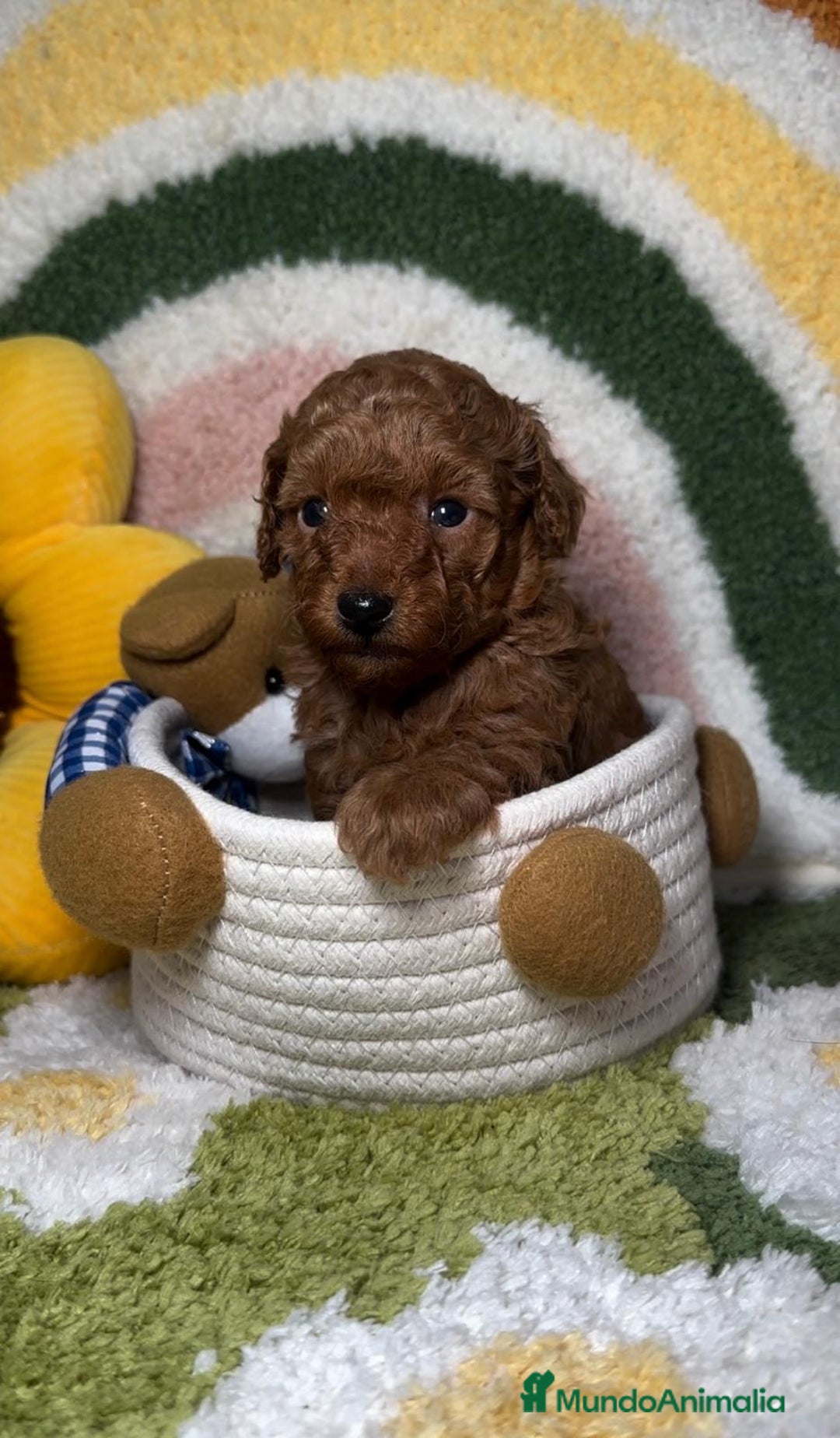 Caniche Toy perros en venta: Caniche Toy Rojo en Madrid - Imagen 1