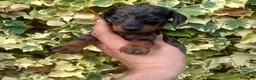 Teckel Miniatura perros en venta: Teckel - Anuncio 6