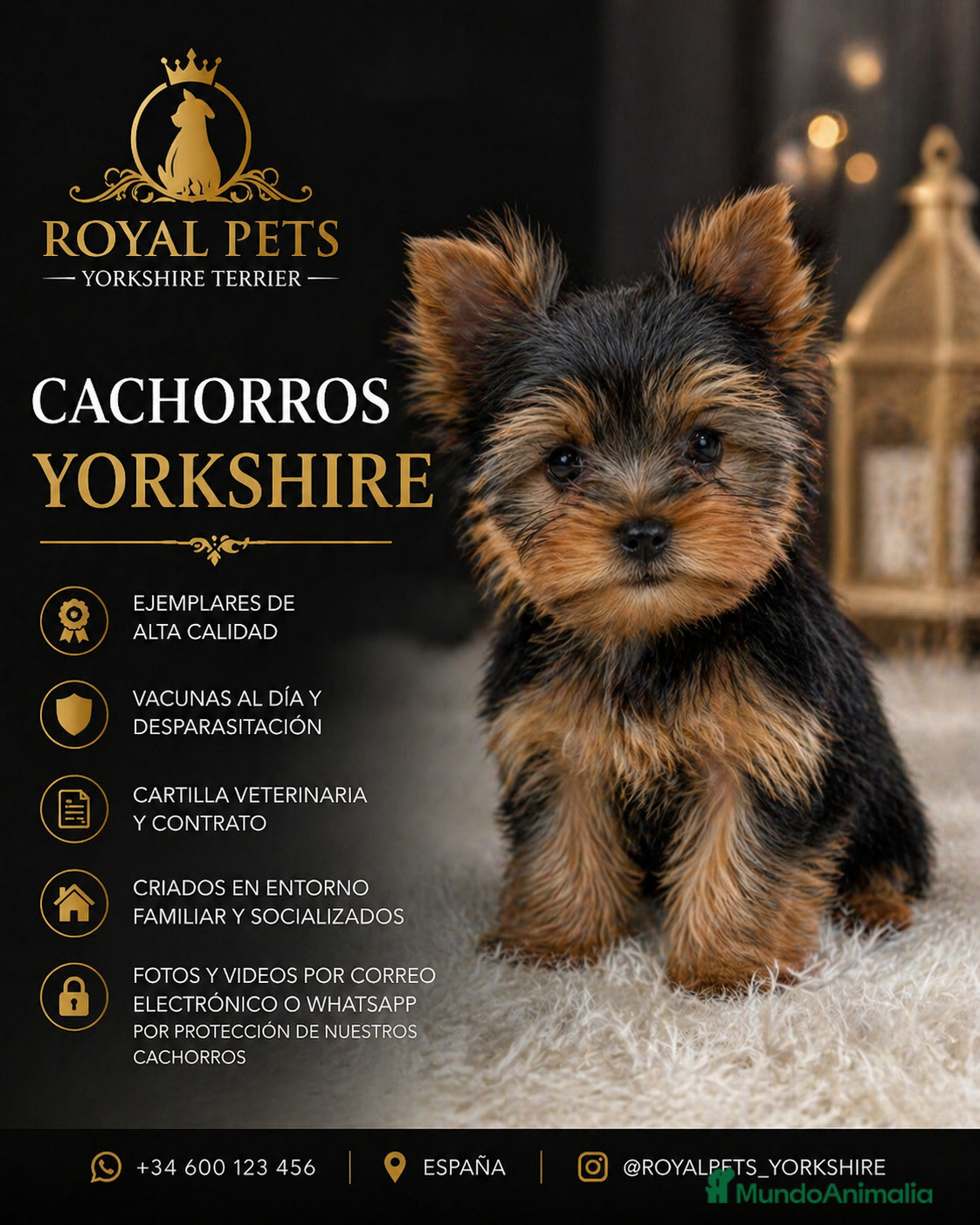 Yorkshire Terrier perros CACHORRO YORKSHIRE  - Anuncio 1