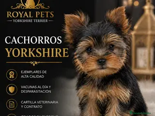 Yorkshire Terrier perros CACHORRO YORKSHIRE - Anuncio 1