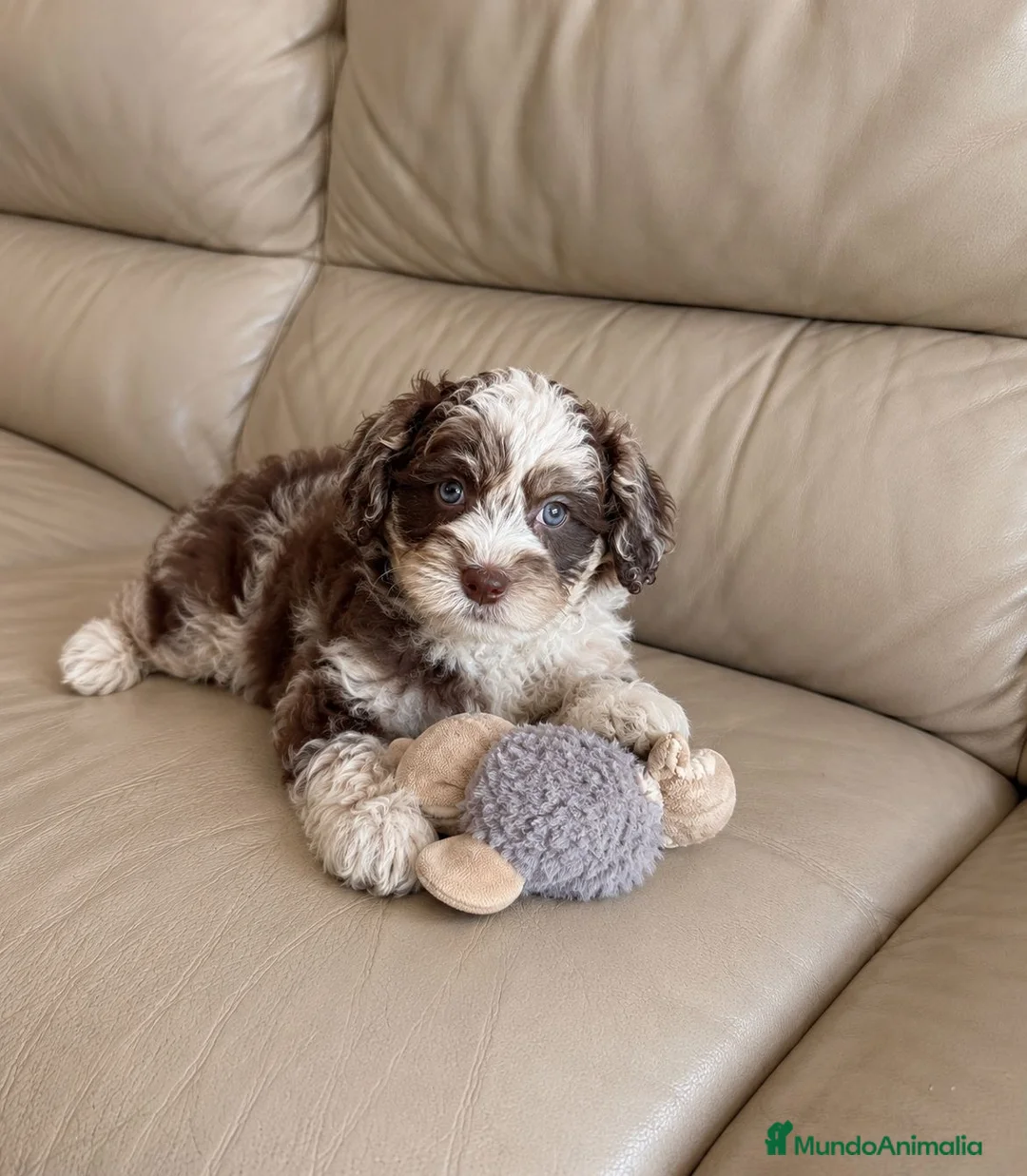 Labradoodle perros en venta: Labradoodle únicos  - Anuncio 2