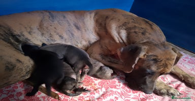 Dogo Alemán perros - Anuncio 10