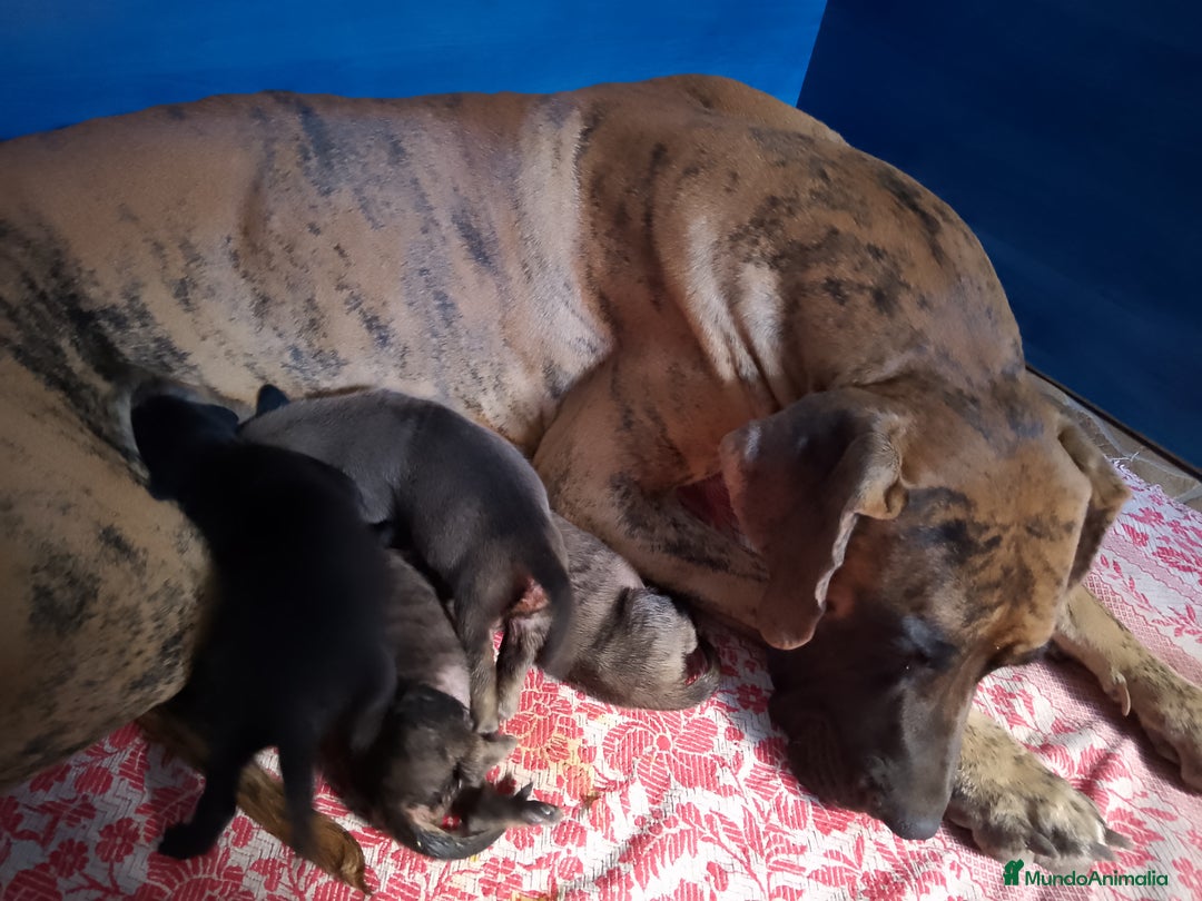 Dogo Alemán perros en venta: Cachorros de Dogo Alemán  - Imagen 2