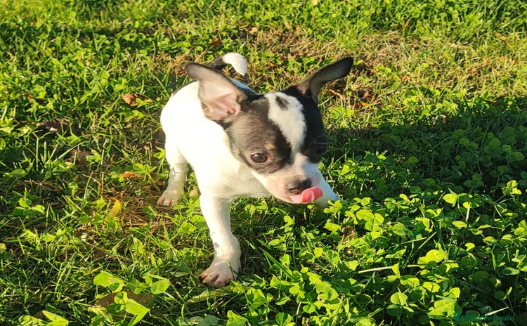 Chihuahua perros CHIHUAHUA   - Anuncio 4