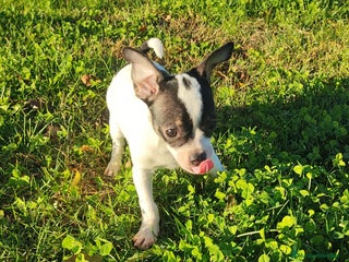 Chihuahua perros CHIHUAHUA - Anuncio 3