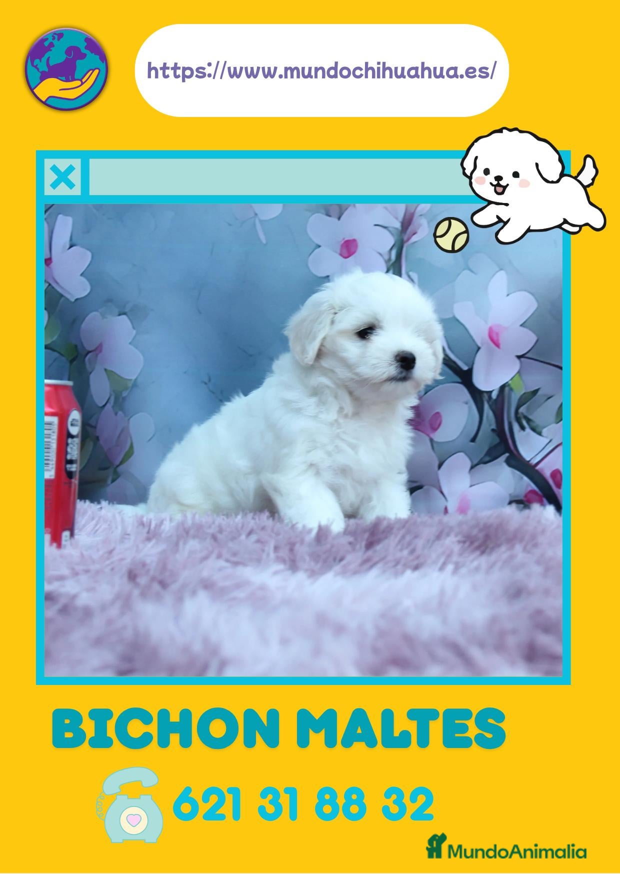 Bichón Maltés perros Bichón maltés toy - Anuncio 1