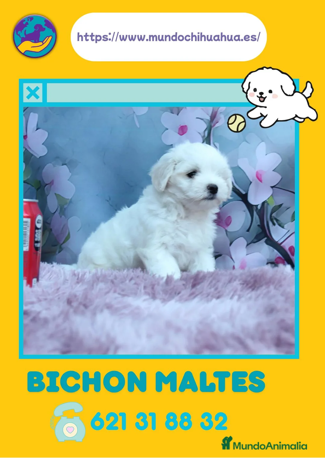Bichón Maltés perros en venta: Bichón maltés toy - Anuncio 1