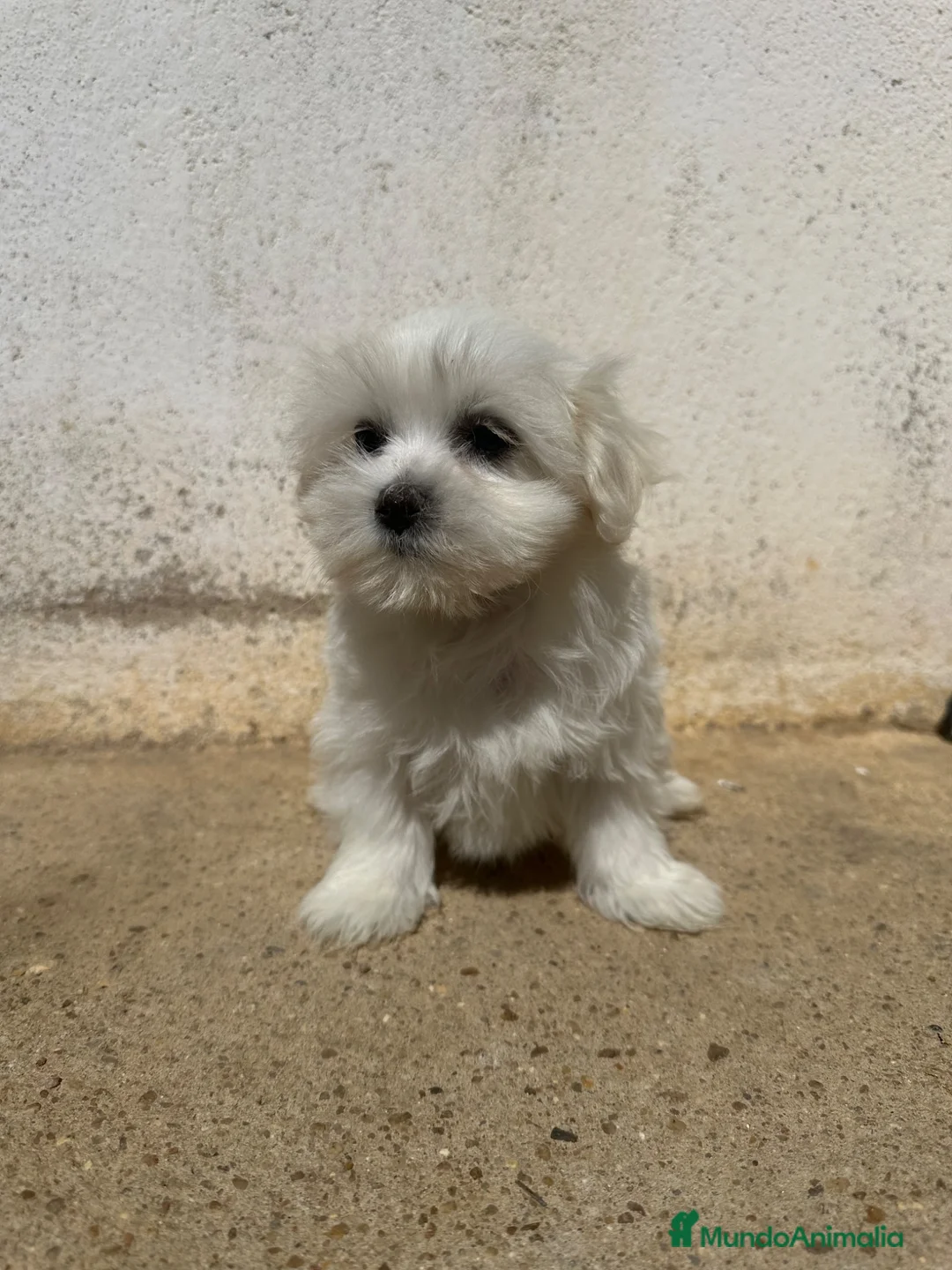 Bichón Maltés perros en venta: Preciosos malteses - Anuncio 2