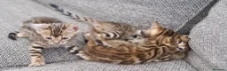 Bengalí gatos en venta: Hembra Gata Bengalí - Anuncio 13