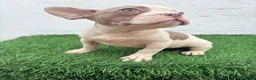 Bulldog Francés perros en venta: Bulldog frances  - Anuncio 15