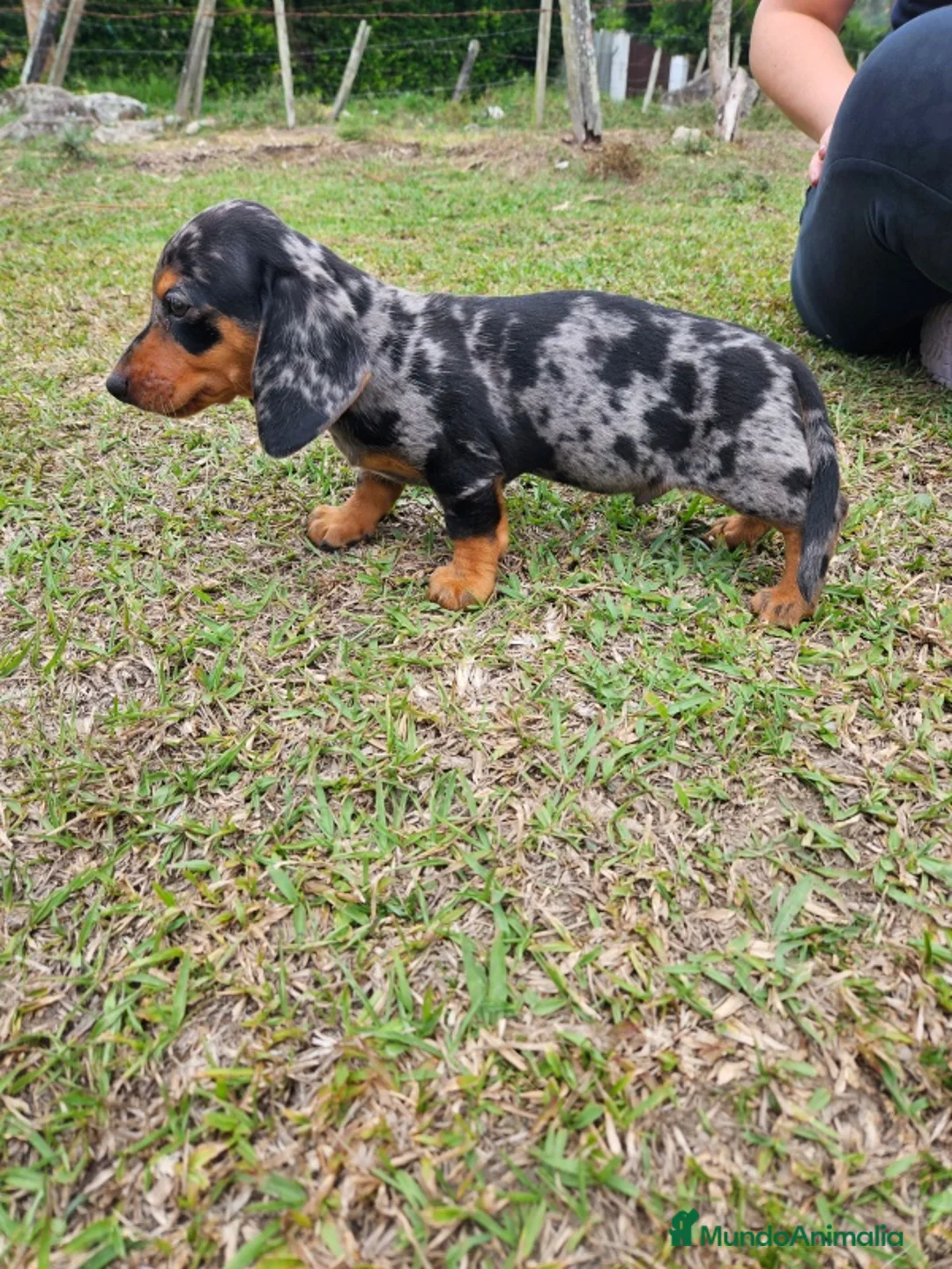 Teckel Miniatura perros en venta: TECKEL TODA ESPAÑA  - Anuncio 2