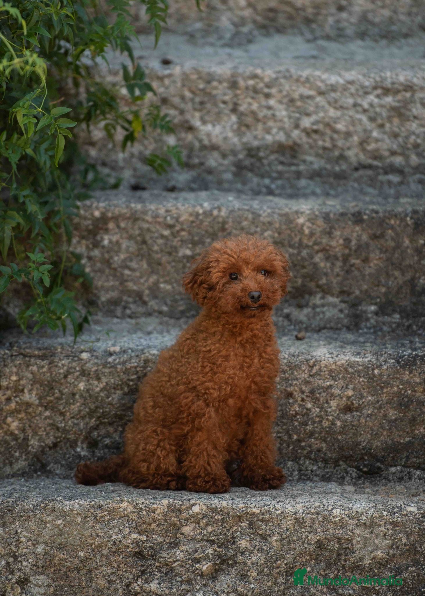 Caniche Toy perros Caniche rojo macho - Anuncio 1