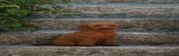 Caniche Toy perros en venta: Caniche rojo macho - Anuncio 2