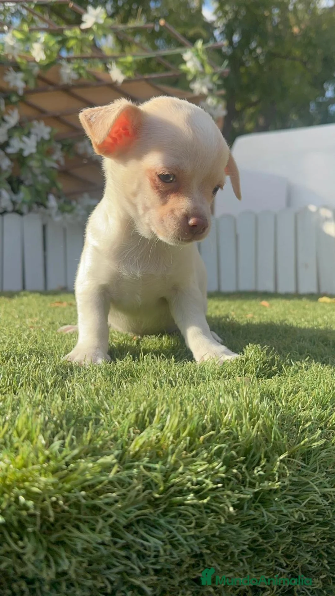 Chihuahua perros en venta: CHIHUAHUA- MACHO - Anuncio 2