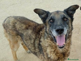 Raza Mixta perros en Madrid - Anuncio 11