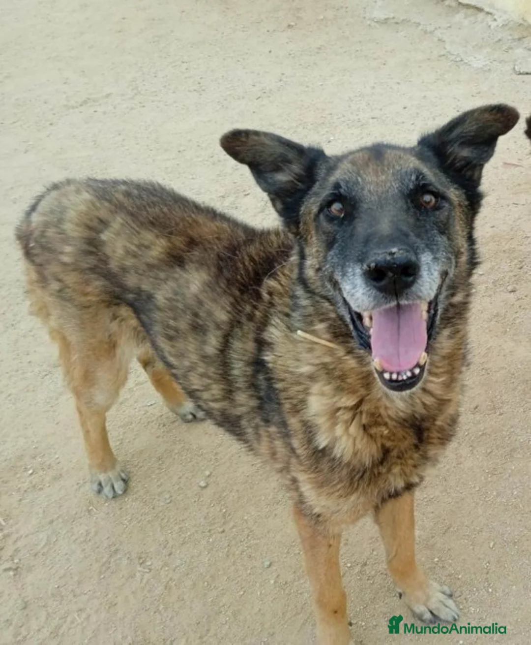 Raza Mixta perros en adopcion: BANDI, EN ADOPCIÓN en Madrid - Anuncio 1