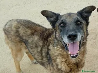 Raza Mixta perros BANDI, EN ADOPCIÓN en Madrid - Anuncio 5