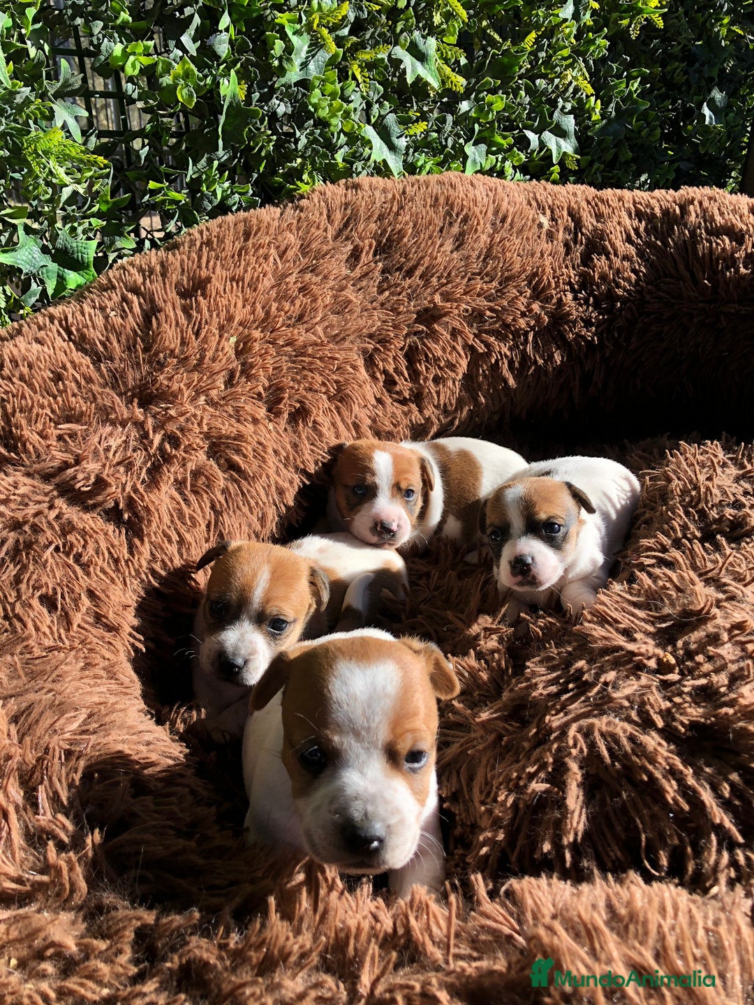 Jack Russell Terrier perros en venta: Preciosos Jack Russell 🤍🤎 - Anuncio 5