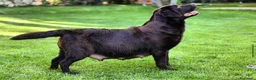 Labrador Retriever perros en venta: Cachorros de labrador Retriever  - Anuncio 1