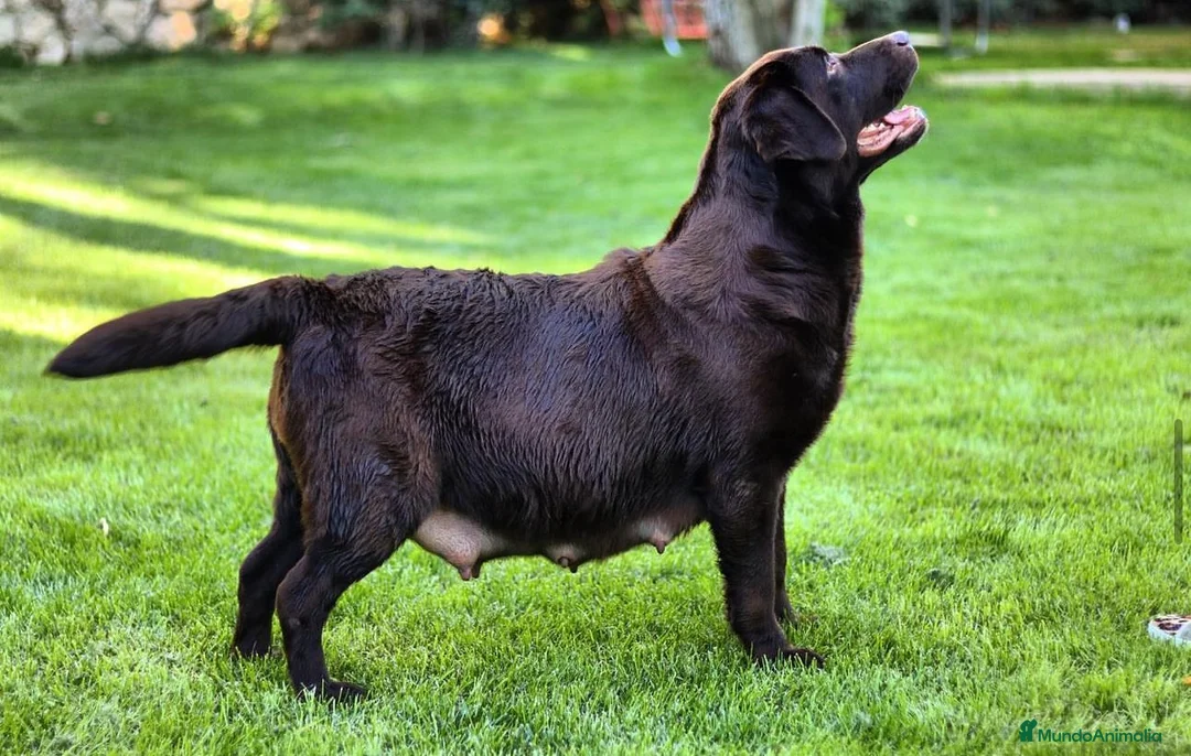 Labrador Retriever perros en venta: Cachorros de labrador Retriever  - Anuncio 1