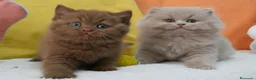 Británico de Pelo Corto gatos en venta: Próximas camadas British Shorthair | Candy Clouds - Anuncio 10