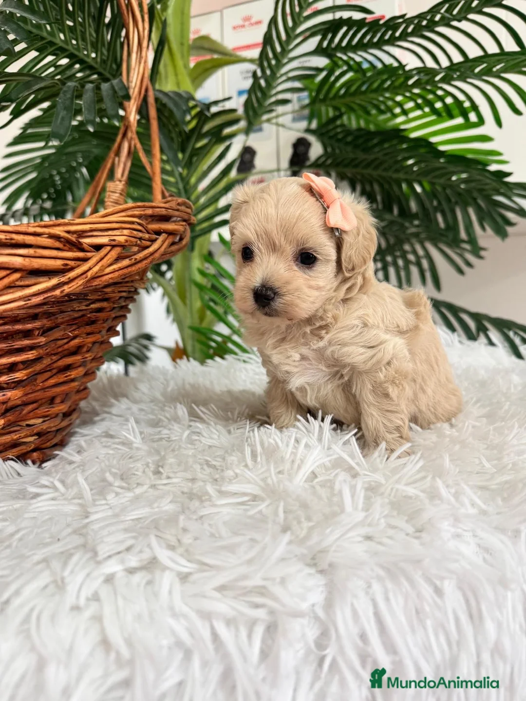 Maltipoo perros en venta: MALTIPOO HEMBRA - Anuncio 2