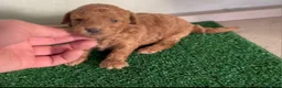 Caniche Enano perros en venta: Caniches enanos  - Anuncio 1