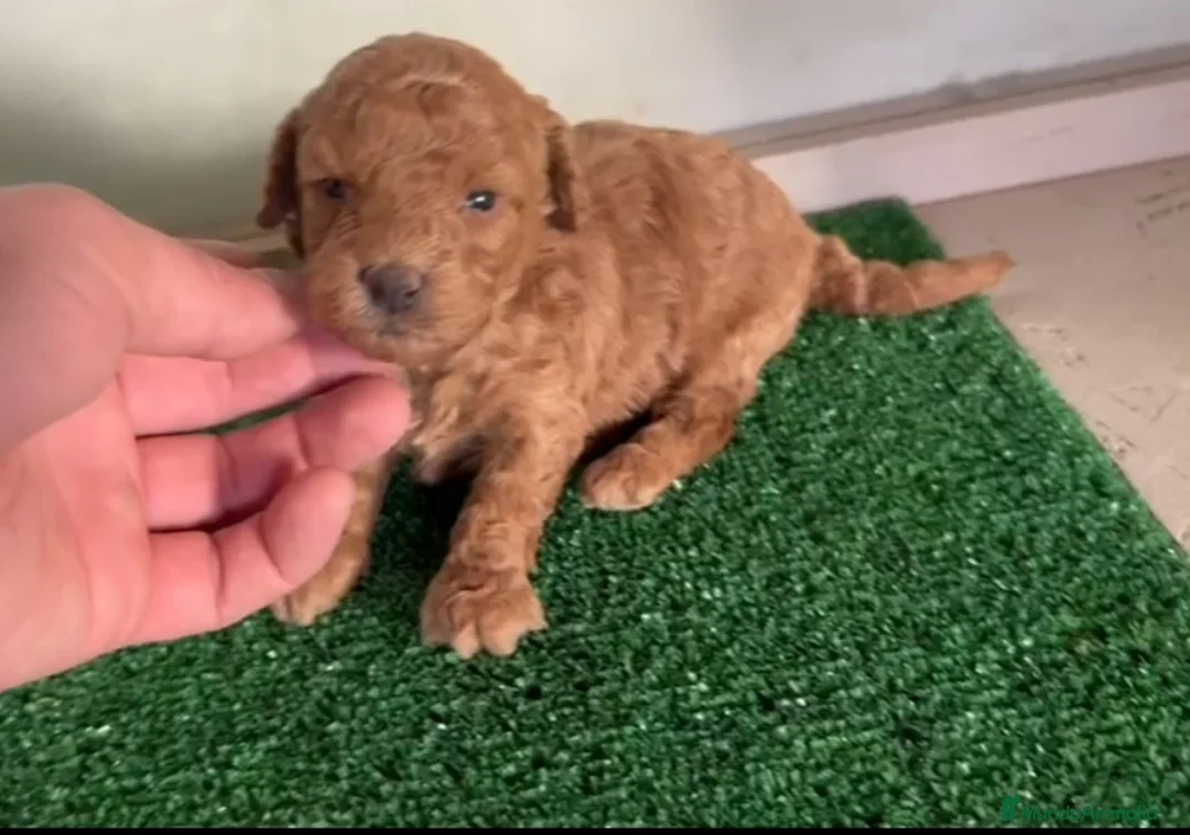 Caniche Enano perros en venta: Caniches enanos  - Anuncio 1
