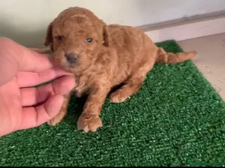 Caniche Enano perros Caniches enanos - Anuncio 6