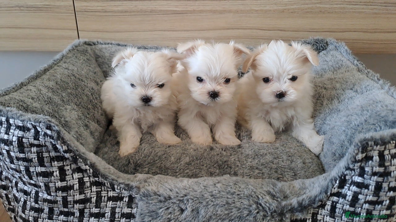 Bichón Maltés perros Bichon Maltes Micro Toy - Anuncio 1