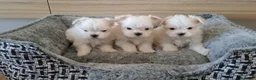 Bichón Maltés perros en venta: Bichon Maltes Micro Toy - Anuncio 1