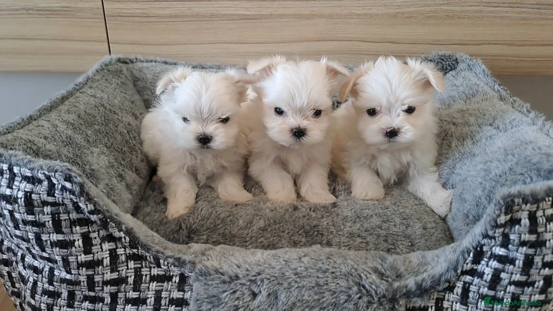 Bichón Maltés perros en venta: Bichon Maltes Micro Toy - Anuncio 1