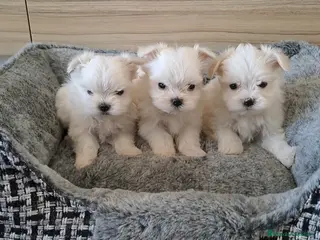 Bichón Maltés perros Bichon Maltes Micro Toy - Anuncio 1