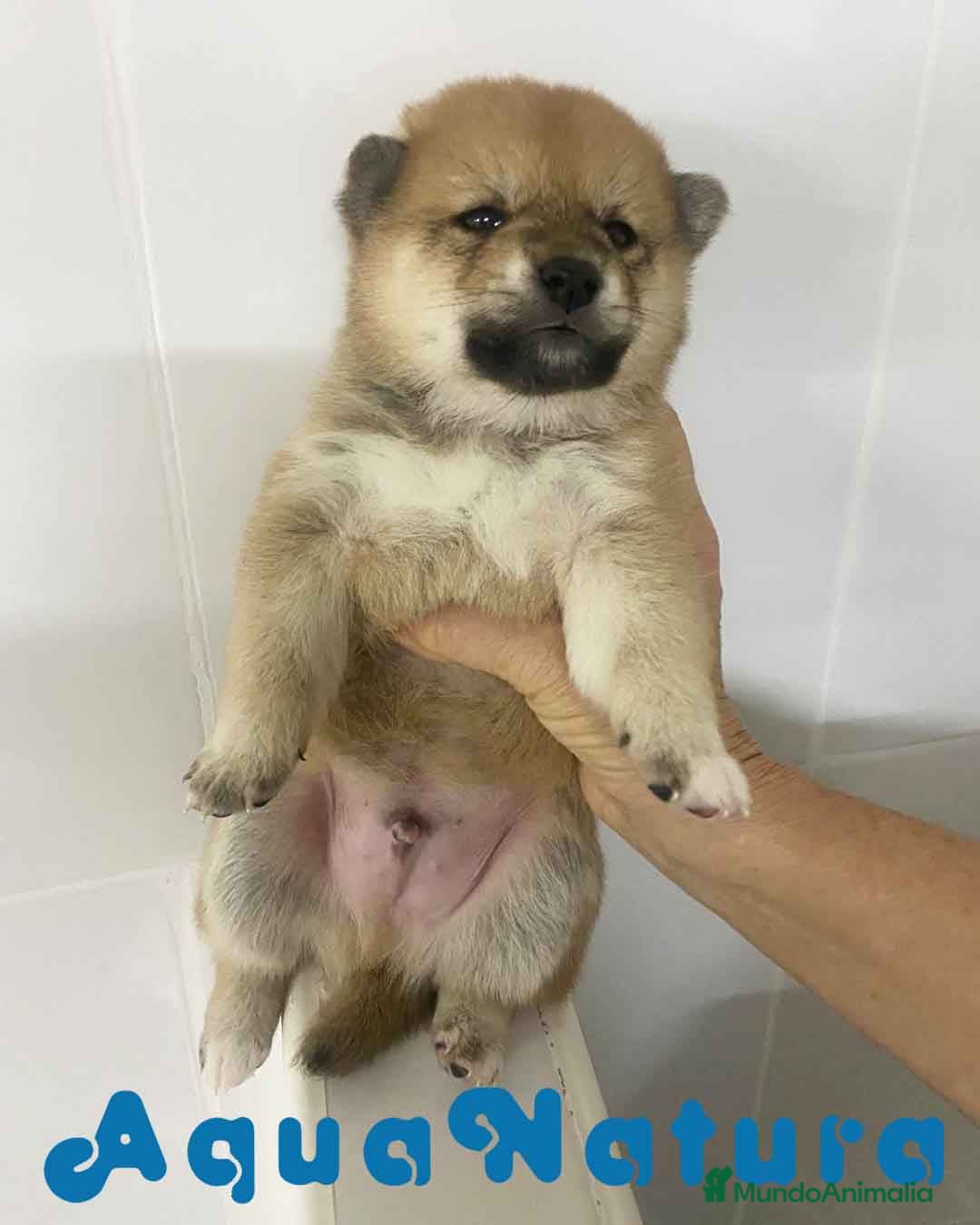 Shiba Inu perros  Shiba Inu Macho 3 de Marsi y Simbad AQUANATURA - Anuncio 3