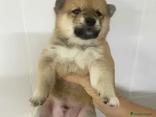 Shiba Inu perros Shiba Inu Macho 3 de Marsi y Simbad AQUANATURA - Anuncio 3