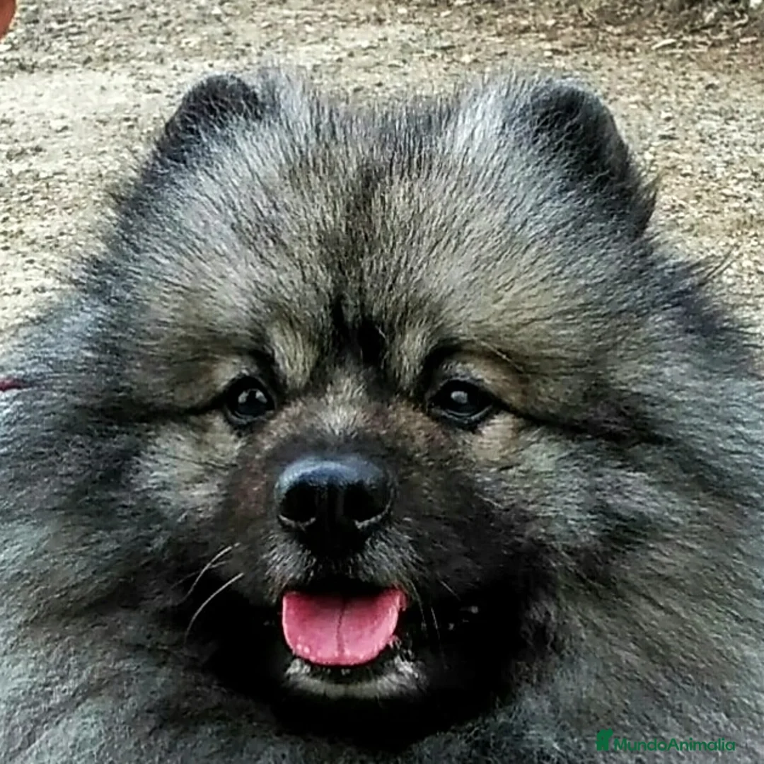 Imagen de galería {{count}}