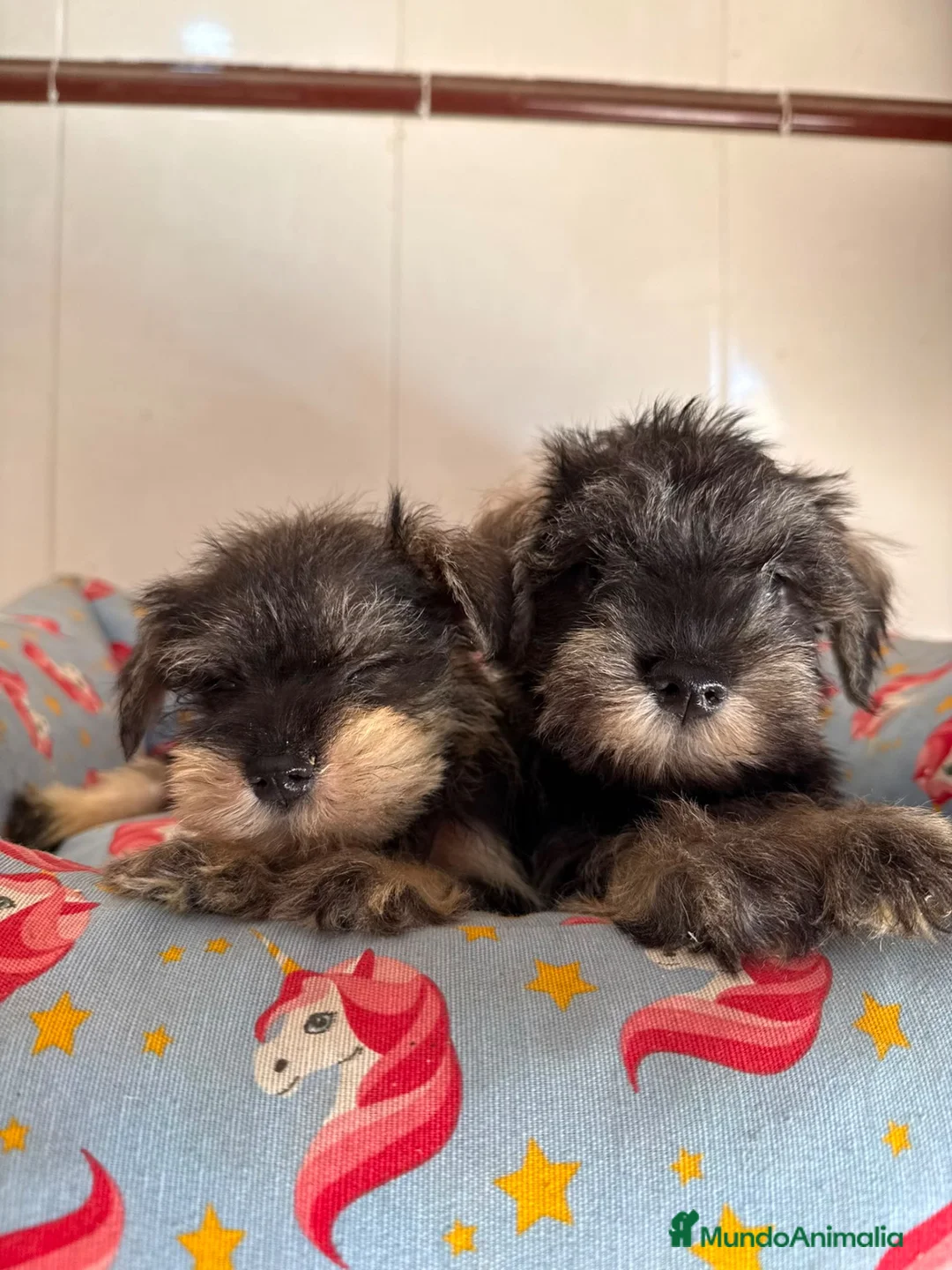 Schnauzer Miniatura perros en venta: Cachorras schnauzer miniatura sal y pimienta - Anuncio 5
