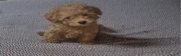 Caniche Toy perros en venta: Caniche enano/toy - Anuncio 2