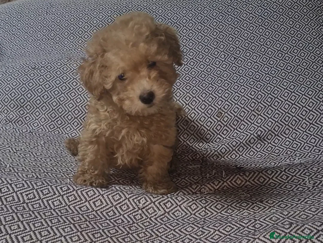 Caniche Toy perros en venta: Caniche enano/toy - Anuncio 2