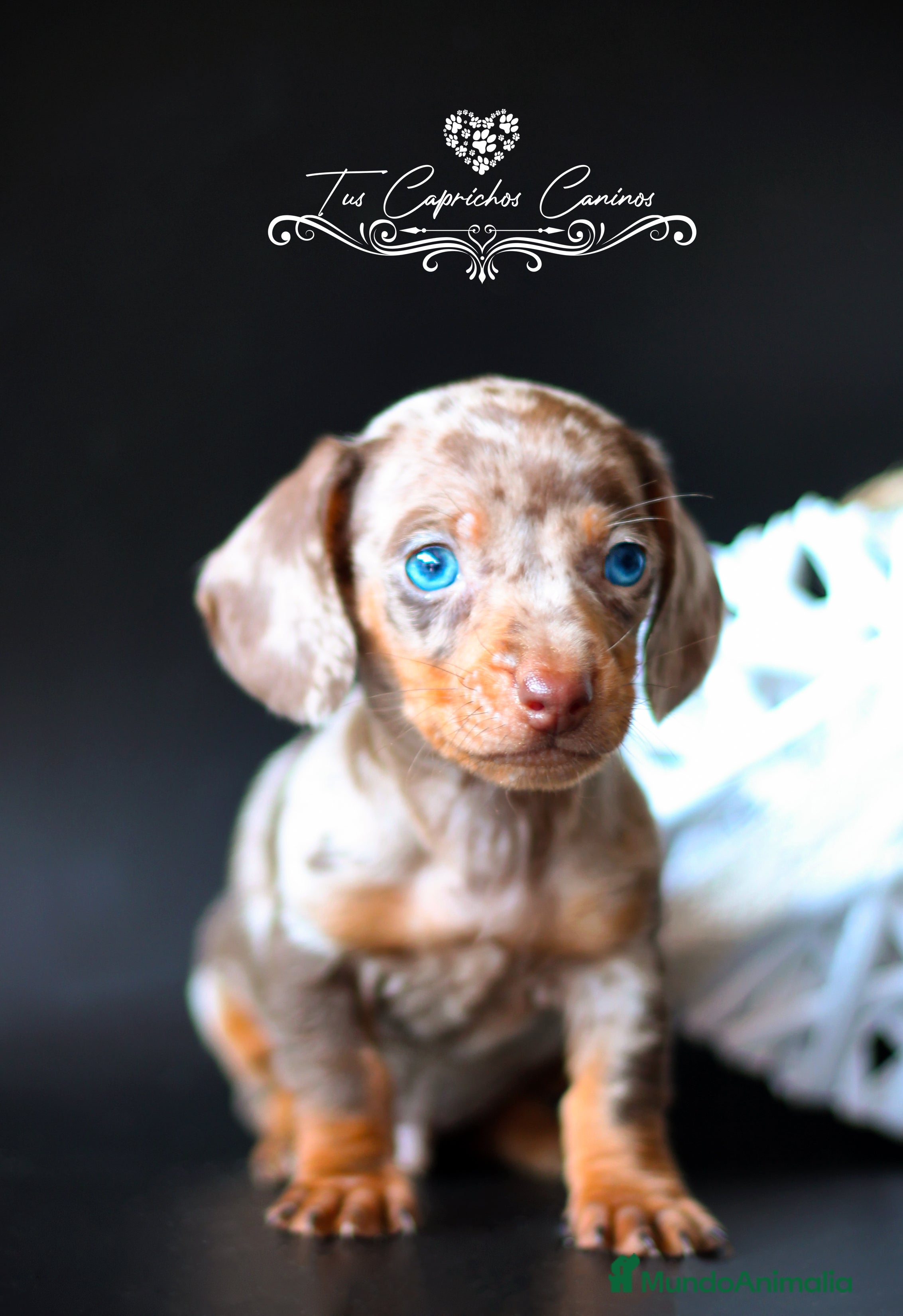 Teckel perros Teckel arlequín chocolate  en Cantabria - Anuncio 19