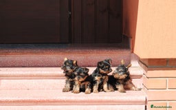 Yorkshire Terrier perros en venta: CACHORROS DE YORKSHIRE  - Imagen 1