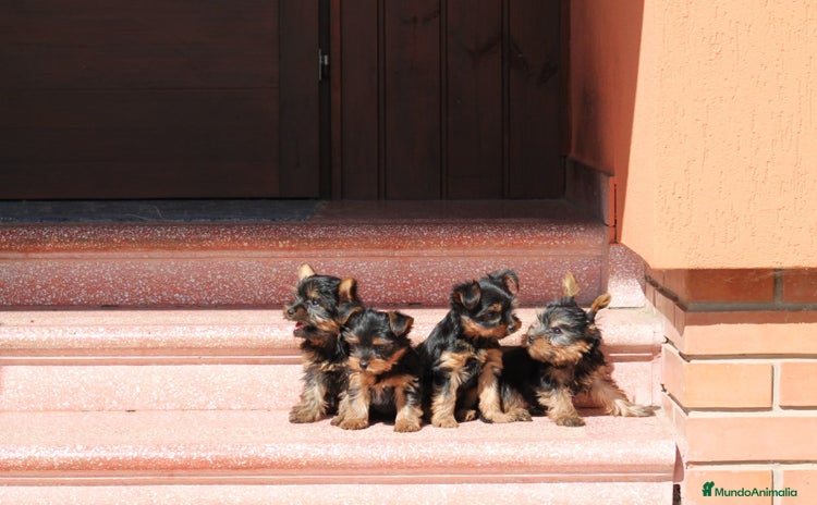 Yorkshire Terrier perros - Anuncio 1