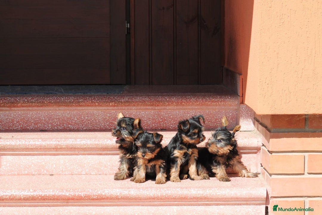 Yorkshire Terrier perros en venta: CACHORROS DE YORKSHIRE  - Imagen 1