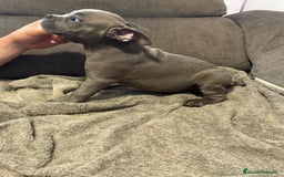 American Bully perros en venta: Último amecae bully !! - Imagen 4