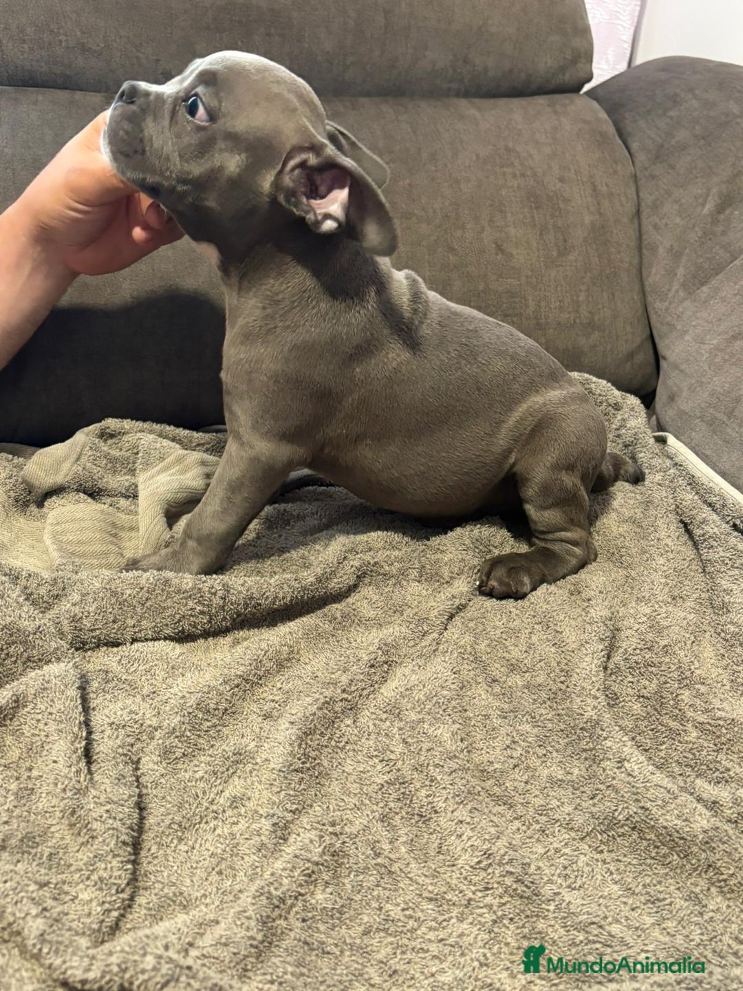American Bully perros en venta: Último amecae bully !! - Imagen 4