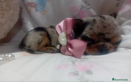 Chihuahua perros en venta: ‼️‼️Chihuahuas muy cariñosos tamaño mini  - Imagen 1
