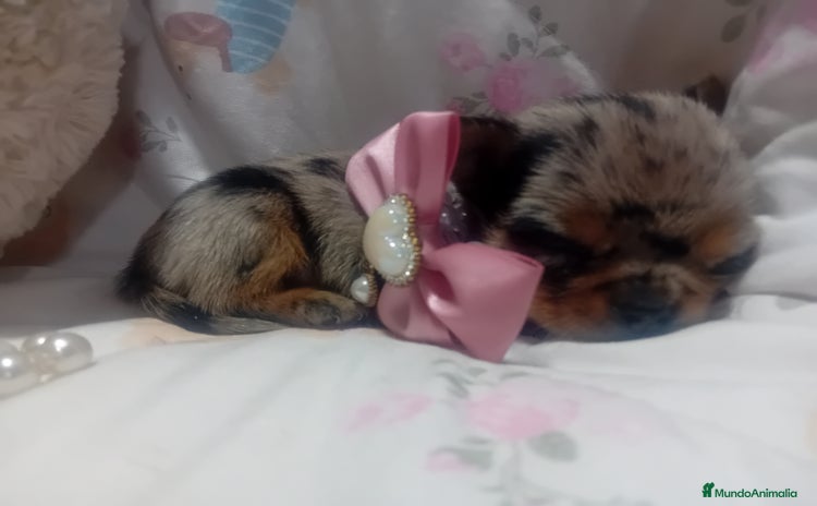 Chihuahua perros - Anuncio 2